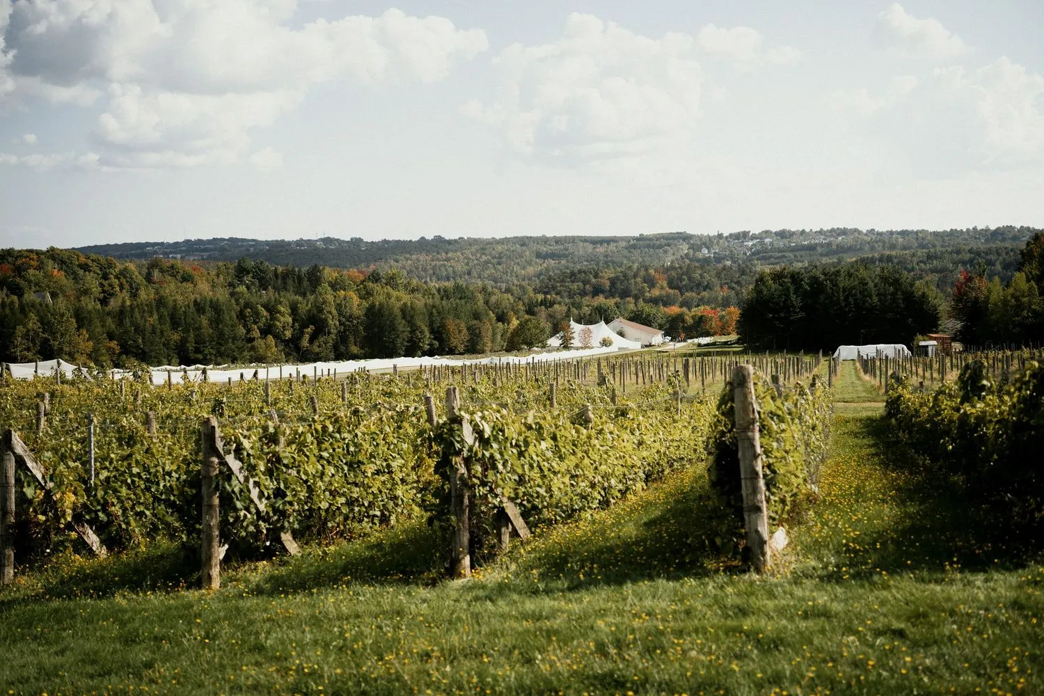 Mariage dans un vignoble de Lanaudière